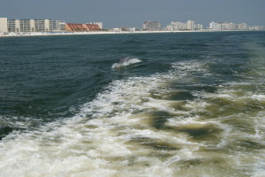 Dolphin swimming in boat wave